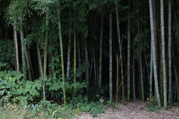 Beautiful landscape of green forest with tall bamboo trees