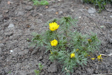Opening yellow flowers of Adonis vernalis in mid April - obrazy, fototapety, plakaty