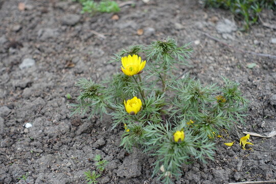 Opening yellow flowers of Adonis vernalis in mid April