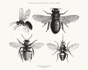 Isolated Illustrations of 2 Bees, a Common Fly and Flying Ant - Vintage Insect Clipart 