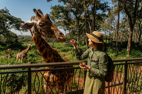 Close up head shot of a kordofan giraffe giraffa camelopardalis antiquorum being hand fed by a tourist in a zoo