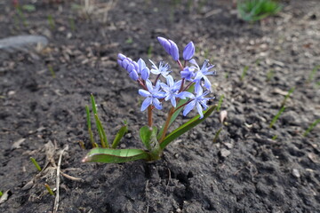 Buds and blue flowers of two-leaf squill in March