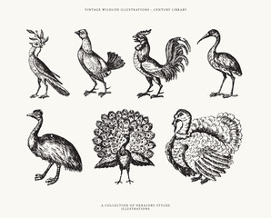 Vintage Heraldry Bird Illustrations of a Rooster, Peacock, Turkey and More