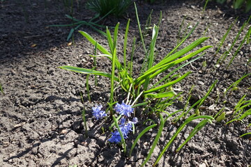 Green leaves and blue flowers of two-leaf squill in April