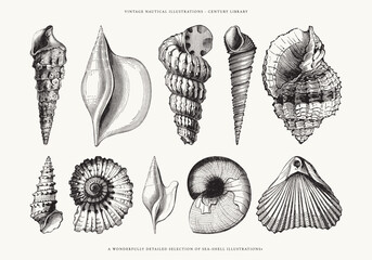 Set of Sea Shell Line Art Illustrations