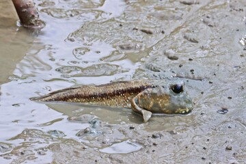 Blue-spotted Mudskipper (Boleophthalmus boddarti) on mudflat gulf of Thailand coast