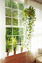 Green plants in the house.