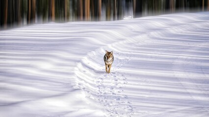 Coyote Walking on the Snow