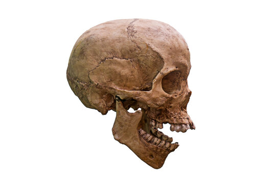 side view Human skull on isolated white background,