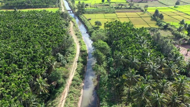 Drone flying over canal flowing through beautiful farming, agriculture lands, coconut and palm trees