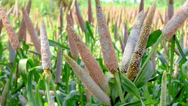 Millet field in India, millet plants and seed in farm, Bajra (pearl millet) in the field