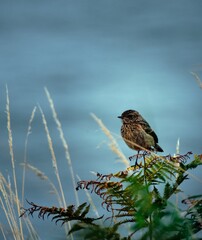 Vertical shot of a European stonechat perched on a plant.