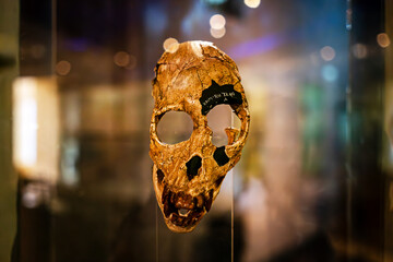 proconsul's skull. The remains of an anthropoid primate in the museum.