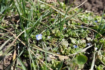 Few blue flowers of grey field speedwell in March