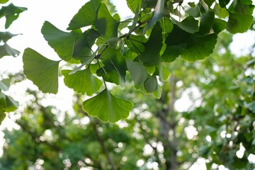 Obraz premium Closeup of green Ginkgo tree leaves with blurred vegetation in the background