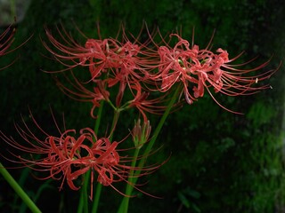 Closeup of red Spider Lily blossoms on green nature background