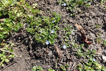 Five blue flowers of grey field speedwell in March