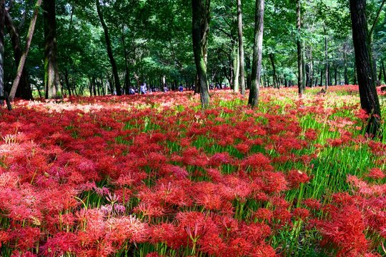 Beautiful flower garden full of red Spider Lilies and trees