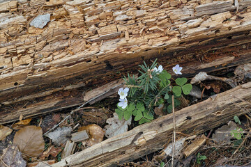 Feinste Details in der Natur, morbide Holzstrukturen
