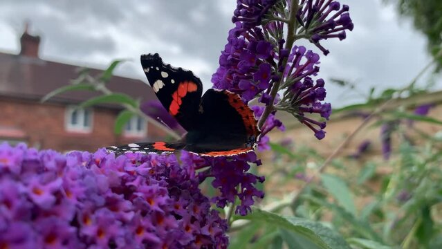 Butterfly close up on flower Red admiral feeding on nectar in suburban garden with house un background
England UK 4K