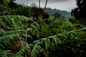 Closeup shot of a green fern plant growing in a forest with blur background