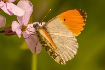 Macro shot of an orange tip butterfly on pink flowers