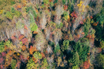 Beautiful view of a forest with autumn trees on a sunny day