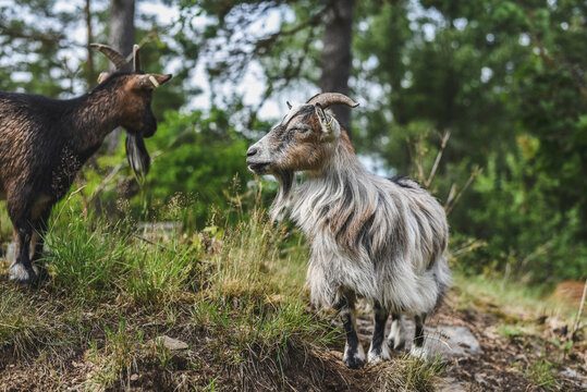 Goats standing on grass in park