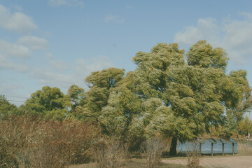 Obraz premium Beautiful view of a forest with green trees on a sunny day