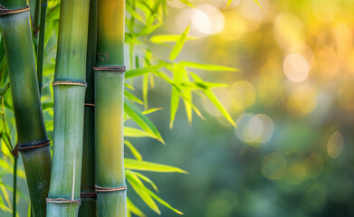 Fototapeta na wymiar Bamboo Trunk. Close-up Texture Background.