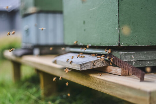 Honey bees flying into wooden beehives