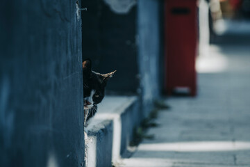 Closeup of a cat looking at the camera behind a wall