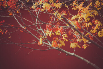 Beautiful view of tree branches with autumn leaves