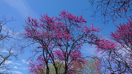 Spring Cercis siliquastrum Judas pink blossom tree with blue sky
