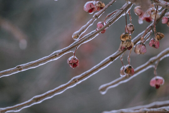 Closeup of a frozen branch on a blurred background
