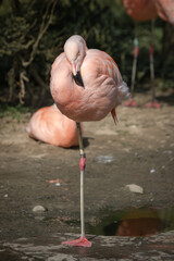 portrait of chilean flamingo standing on one leg