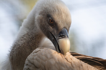 closeup portrait of vulture