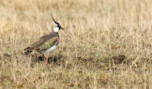 Northern lapwing Vanellus vanellus foraging in green grassland and looking for food. Wildlife in nature scene.farmland plover