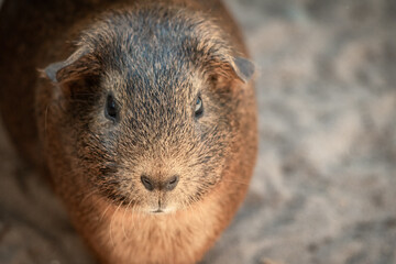 portrait closeup of cute guinea pig