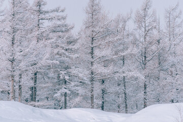 Beautiful view of snow-covered high trees in a forest in winter