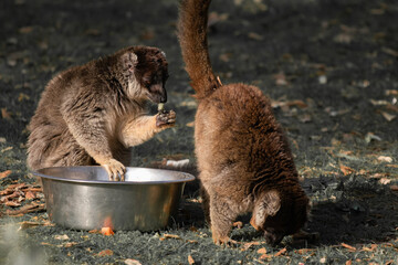 Naklejka premium closeup of couple of common brown lemurs