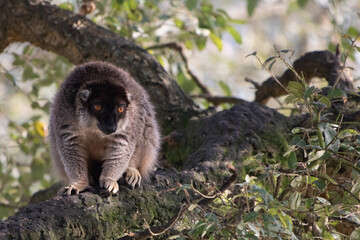 Naklejka premium closeup of lemur monkey siiting on a tree, looking around