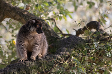 Naklejka premium closeup of lemur monkey siiting on a tree, looking around