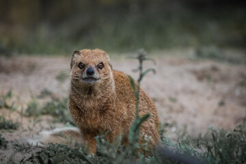closeup portrait of yellow mongoose
