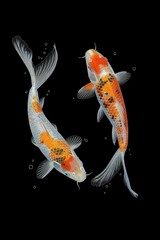 Two koi fish swimming in a black background