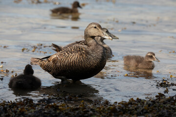 A female Eider duck (Somateria mollissima), with chicks on Inner Farne, Farne Islands, Northumberland