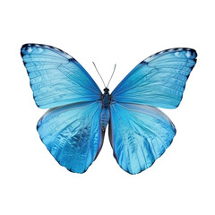 A close up of a blue butterfly on a Transparent Background