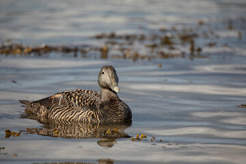 common eider, somateria mollissima, cuddy's duck