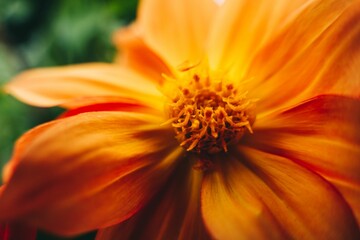 Closeup shot of an orange flower in the garden