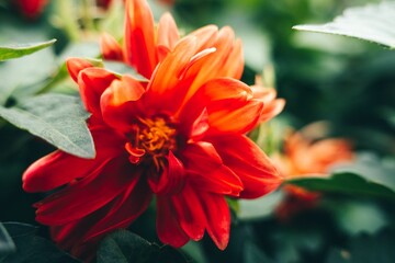 Closeup shot of a red dahlia flower in the garden